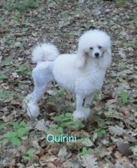 Quirini1